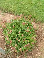 Trefle rouge, Trifolium rubens (fam Fabacees) (Europe) (1) (Photo F. Mrugala)